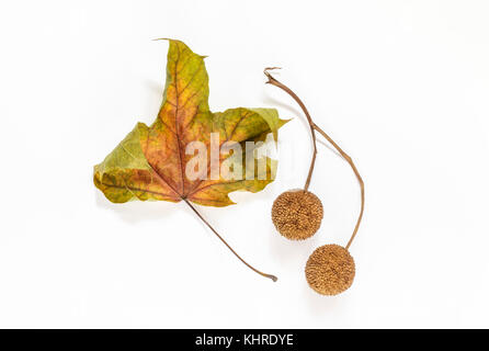 Platanus (Flugzeug) Blatt und zwei Platanus Samenkapseln auf weißem Hintergrund Stockfoto