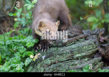 Europäische Marder, Martes martes, Captive, Nahaufnahme, Porträt bei der Jagd nach Nahrung unter Gras, Protokolle und Baum während ein trüber Herbsttag. Stockfoto