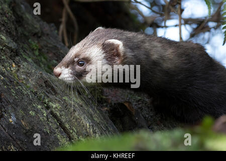 Europäischer Iltis, Mustela putorius, Captive, Nahaufnahme, Porträt von Erwachsenen und Jugendlichen während der Jagd unter Protokolle und Gras während ein trüber Herbsttag. Stockfoto