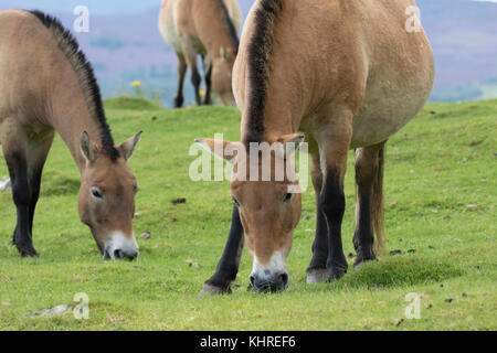 Przewalski Pferd, Equus ferus Przewalskii, Captive, Nahaufnahme, Porträt von Mimik und Familie Interaktion. Stockfoto