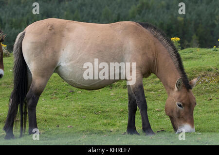 Przewalski Pferd, Equus ferus Przewalskii, Captive, Nahaufnahme, Porträt von Mimik und Familie Interaktion. Stockfoto