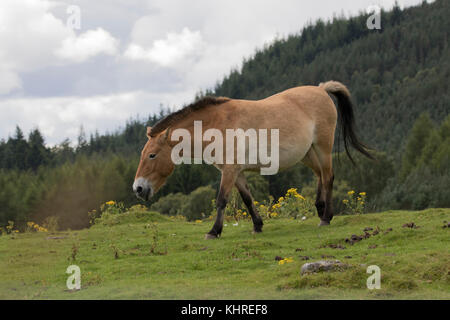 Przewalski Pferd, Equus ferus Przewalskii, Captive, Nahaufnahme, Porträt von Mimik und Familie Interaktion. Stockfoto