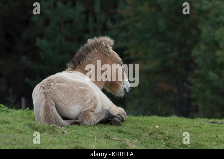 Przewalski Pferd, Equus ferus Przewalskii, Captive, Nahaufnahme, Porträt von Mimik und Familie Interaktion. Stockfoto