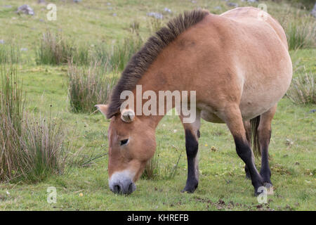 Przewalski Pferd, Equus ferus Przewalskii, Captive, Nahaufnahme, Porträt von Mimik und Familie Interaktion. Stockfoto