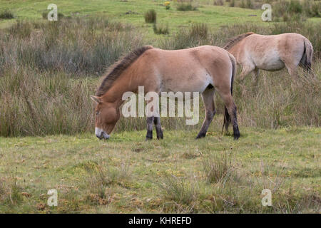 Przewalski Pferd, Equus ferus Przewalskii, Captive, Nahaufnahme, Porträt von Mimik und Familie Interaktion. Stockfoto