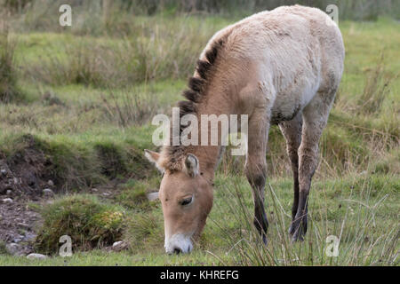 Przewalski Pferd, Equus ferus Przewalskii, Captive, Nahaufnahme, Porträt von Mimik und Familie Interaktion. Stockfoto