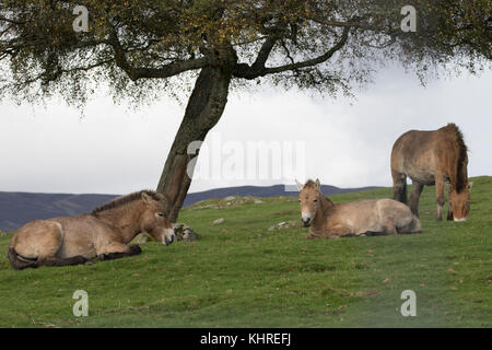 Przewalski Pferd, Equus ferus Przewalskii, Captive, Nahaufnahme, Porträt von Mimik und Familie Interaktion. Stockfoto