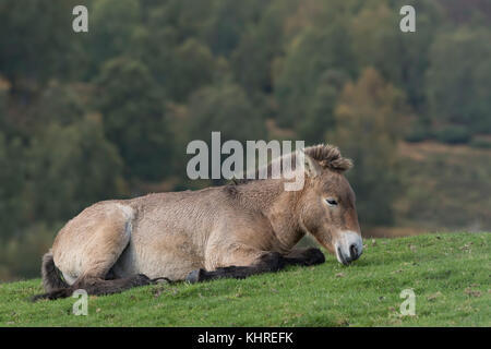 Przewalski Pferd, Equus ferus Przewalskii, Captive, Nahaufnahme, Porträt von Mimik und Familie Interaktion. Stockfoto