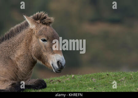 Przewalski Pferd, Equus ferus Przewalskii, Captive, Nahaufnahme, Porträt von Mimik und Familie Interaktion. Stockfoto