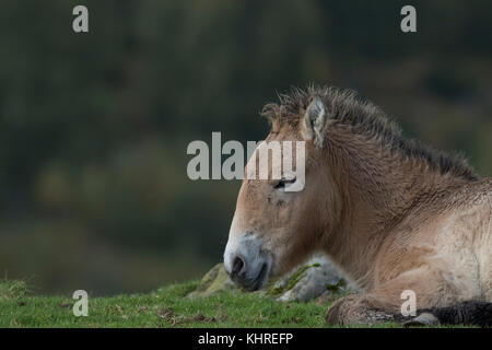 Przewalski Pferd, Equus ferus Przewalskii, Captive, Nahaufnahme, Porträt von Mimik und Familie Interaktion. Stockfoto