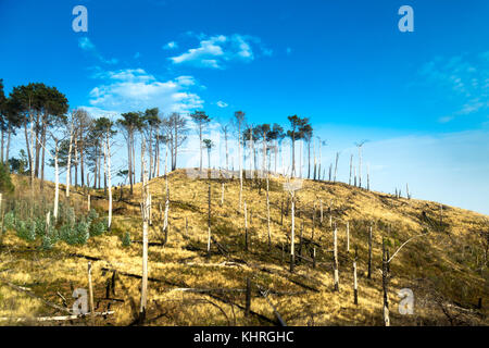 Beschädigte Bäume und stümpfe an der Ökologische Park (Parque Ecologico do Funchal) in Madeira, Portugal Stockfoto