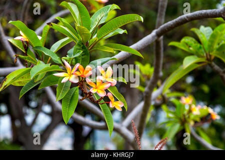 Plumeria Blumen blühen auf einem Zweig, Santa Catarina Park, Funchal, Madeira Stockfoto