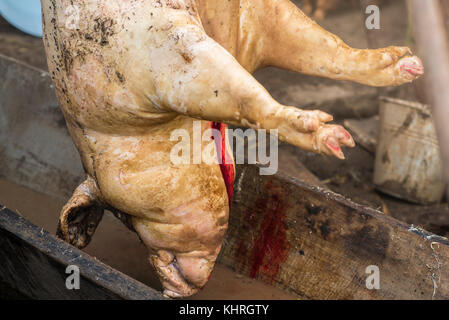 Das geschlachtete Schwein ist, hängt an einem Haken hängt auf einem Stativ, der Prozess der auffrischen, Western Ukraine Stockfoto