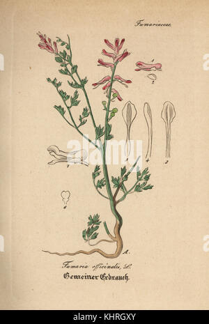 Fumitory, Fumaria officinalis. Papierkörbe Kupferstich von Dr. Willibald Artus' Hand-Atlas sammtlicher mediinisch-Pharmaceutischer Gewachse, (Handbuch der alle medizinisch-pharmazeutischen Anlagen), Jena, 1876. Stockfoto