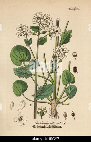 Scurvygrass, Cochlearia officinalis. Papierkörbe Kupferstich von Dr. Willibald Artus' Hand-Atlas sammtlicher mediinisch-Pharmaceutischer Gewachse, (Handbuch der alle medizinisch-pharmazeutischen Anlagen), Jena, 1876. Stockfoto