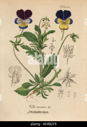 Heartsease oder Wildes Stiefmütterchen, Viola tricolor. Papierkörbe Kupferstich von Dr. Willibald Artus' Hand-Atlas sammtlicher mediinisch-Pharmaceutischer Gewachse, (Handbuch der alle medizinisch-pharmazeutischen Anlagen), Jena, 1876. Stockfoto