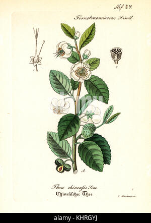 Teepflanze Camellia chinensis (Thea chinensis). Papierkörbe Kupferstich von F. Kirchner von Willibald Artus' Hand-Atlas sammtlicher medicinisch-Pharmaceutischer Gewachse (Handbuch der allgemeinen medizinischen pharmazeutischen Anlagen), F. Mauke, Jena, 1848. Stockfoto