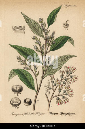 Gummi benjamin Baum, Styrax benzoin (Benzoe officinale). Papierkörbe Kupferstich von Dr. Willibald Artus' Hand-Atlas sammtlicher mediinisch-Pharmaceutischer Gewachse, (Handbuch der alle medizinisch-pharmazeutischen Anlagen), Jena, 1876. Stockfoto