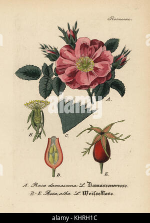 Damascener Rose, Rosa x damascena, und weiße Rose, Rosa Alba. Papierkörbe Kupferstich von Dr. Willibald Artus' Hand-Atlas sammtlicher mediinisch-Pharmaceutischer Gewachse, (Handbuch der alle medizinisch-pharmazeutischen Anlagen), Jena, 1876. Stockfoto