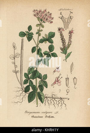 Oregano Origanum vulgare. Papierkörbe Kupferstich von Dr. Willibald Artus' Hand-Atlas sammtlicher mediinisch-Pharmaceutischer Gewachse, (Handbuch der alle medizinisch-pharmazeutischen Anlagen), Jena, 1876. Stockfoto