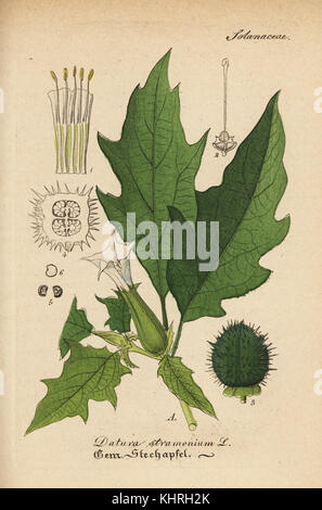 Jimsonweed oder Devil's Snare, Datura stramonium. Papierkörbe Kupferstich von Dr. Willibald Artus' Hand-Atlas sammtlicher mediinisch-Pharmaceutischer Gewachse, (Handbuch der alle medizinisch-pharmazeutischen Anlagen), Jena, 1876. Stockfoto