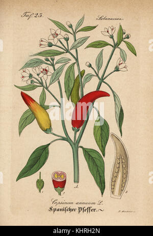 Chili, Capsicum annuum. Papierkörbe Kupferstich von Dr. Willibald Artus' Hand-Atlas sammtlicher mediinisch-Pharmaceutischer Gewachse, (Handbuch der alle medizinisch-pharmazeutischen Anlagen), Jena, 1876. Stockfoto