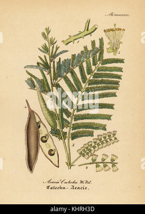Schwarz catechu, Acacia catechu. Papierkörbe Kupferstich von Dr. Willibald Artus' Hand-Atlas sammtlicher mediinisch-Pharmaceutischer Gewachse, (Handbuch der alle medizinisch-pharmazeutischen Anlagen), Jena, 1876. Stockfoto