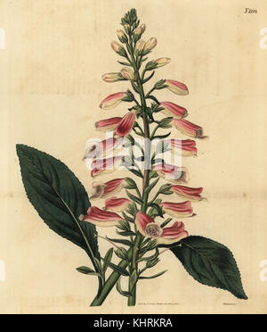 Purple Fingerhut, Digitalis purpurea (Digitalis tomentosa). Papierkörbe Kupferstich von weddell von Samuel Curtis Botanical Magazine, London, 1821. Stockfoto