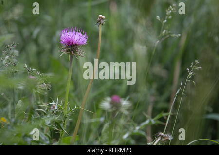 Violett rhaponticum, mehrjährige krautige Pflanze auf der Wiese. Stockfoto