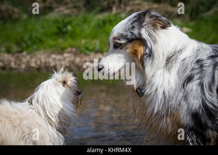 Kleine Havaneser barks der Australian Shepherd ordnungsgemäß Stellungnahme, fast aussieht wie der Große den Kleinen ernst nehmen! Stockfoto