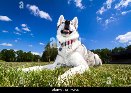 Ein husky macht Platz auf einer Wiese und in die Ferne schaut, alle gegen einen tiefblauen Himmel und ein paar Wolken. Wide Shot mit einem sehr tiefen Position. Stockfoto