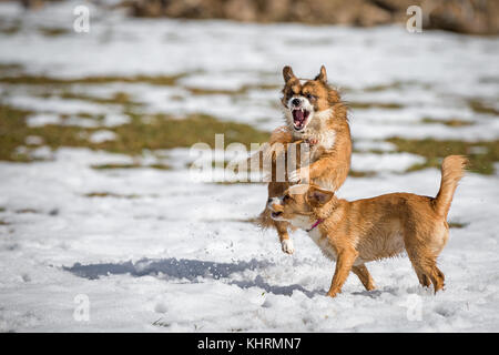 Zwei junge mongrel Hunde beim Spielen im Schnee. Stockfoto