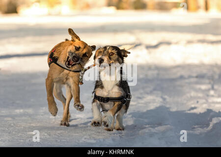 Zwei Hunde durch den Schnee laufen mit einer Zweigstelle in seinem Mund, das aussieht wie eine Wünschelrute. Stockfoto