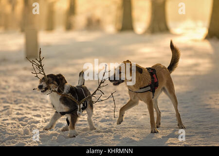 Zwei Rassehunde spielen in der Sonne mit einer Zweigstelle in den Schnee. Stockfoto