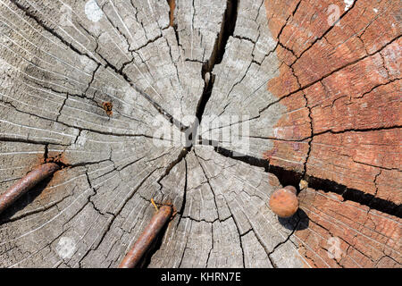Extreme close-up der Jahrringe und radiale Splits am Ende eines mit rostigen Nägeln anmelden Stockfoto