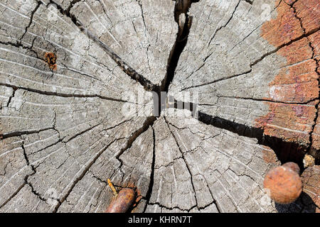 Nahaufnahme der Jahrringe und radiale Splits am Ende eines mit rostigen Nägeln anmelden Stockfoto