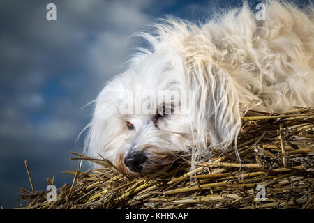 Kleinen weißen Hund liegt auf einem Strohballen und den Blick auf den Boden. Stockfoto