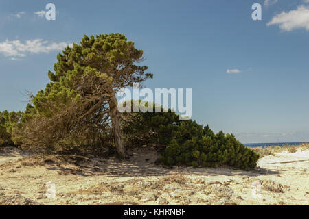 Cala En Bosch - Menorca - Spanien Stockfoto