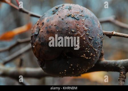 Low Angle View von faulen Apfel mit weißer Schimmel am Baum im Obstgarten im Herbst Saison Stockfoto