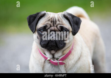 Ein Mops mit einem rosa Halsband schaut direkt in die Kamera. Stockfoto