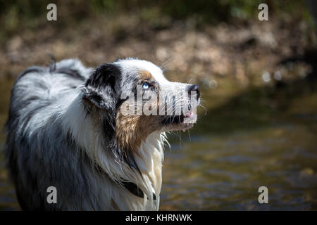 Einen Australian Shepherd in Wasser stehen und nach oben blicken. Stockfoto