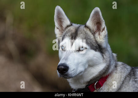 Ein Husky mit blauen Augen und einem roten Kragen sieht etwas aus dem Bild. Stockfoto