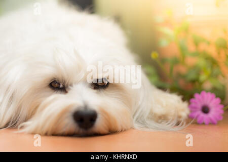 Kleinen weißen Hund auf dem Boden liegen und eine purpurrote Blume liegt neben ihm. Stockfoto