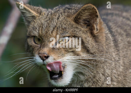 Schottische Wildkatze, Felis silvestris grampia, Captive, Portrait, Mimik unter langen Gras an einem bewölkten Tag im Herbst schließen. Stockfoto