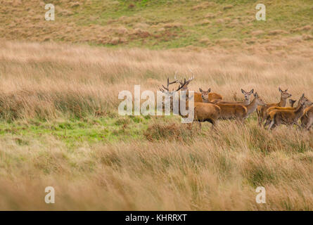 Roter Hirsch mit Hind Exmoor UK Stockfoto