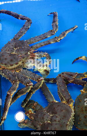 Frische King Crab im Aquarium Stockfoto
