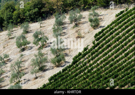 Olivenhain und Weinberg in der Nähe von Gaiole in Chianti, Toskana, Italien. 28. August 2017 © wojciech Strozyk/Alamy Stock Foto Stockfoto