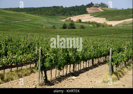 Weinberg in der Nähe von Castellina in Chianti, Toskana, Italien. 28. August 2017 © wojciech Strozyk/Alamy Stock Foto Stockfoto