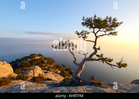 Allein Baum am Rand der Klippe Stockfoto