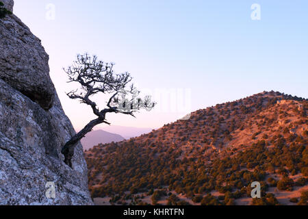 Allein Baum am Rand der Klippe Stockfoto